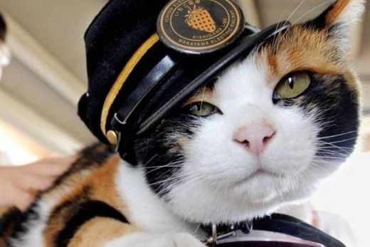 9 gatos que se convirtieron en héroes y merecen un homenaje